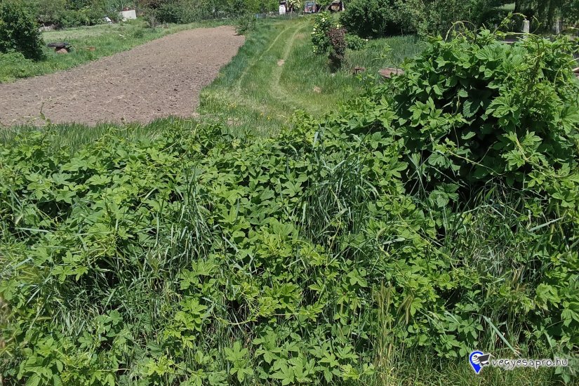 Zárt kerti telkek 3000nmés 1300nmes terület eladó!
