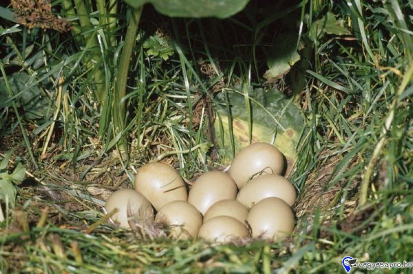 Fácán tojás eladó keltetésre alkalmas vadászfácán tojások 
150ft/db
Mocsa / Komarom Esztergom Megye/
Postázni tudom