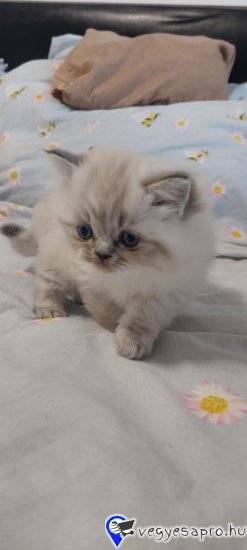 Eladó 1 Blue lynx point Ragdoll kislány cica. Január 6.-án töltik be a 10 hetes kort, koruknak megfelelő oltással, féregtelenítve. A Ragdoll híresen nyugodt és kedves természetű, sokszor ölebként viselkedő macskafajta. A blue lynx point színváltozat ezt a jellegét egy különlegesen elegáns, finoman csíkozott mintázattal egészíti ki. A Blue Lynx Point azt jelenti, hogy a cica fülein, pofiján, farkán és lábvégein kékesszürke árnyalatú pontszín jelenik meg, amelyet finom, tigrisszerű csíkozottság (lynx mintázat) egészít ki. A test színe általában világos, hideg tónusú krém vagy jeges árnyalatú fehér. Szemük élénk kék, ami a ragdoll fajtaszabvány része. Bundájuk félhosszú, puha, selymes tapintású, és kevésbé hajlamos a filcesedésre. A ragdoll cicák kifejezetten nyugodt, szelíd természetű macskák. Nagyon emberközpontúak, sokszor ölbe ülnek vagy elernyednek, amikor felemelik őket (innen ered a nevük: „rongybaba”). Általában jól kijönnek más macskákkal, kutyákkal és gyerekekkel is. Nem annyira bohókásak, mint a red pointok, inkább nyugodt, hűséges, családközpontú típusok, kiegyensúlyozott játékossággal. A lynx mintázatú ragdollokat gyakran tartják nagyon okos, kedves és érzelmileg érzékeny cicáknak.