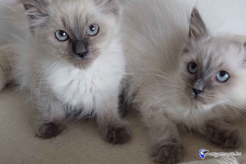 Ragdoll cica Blue point