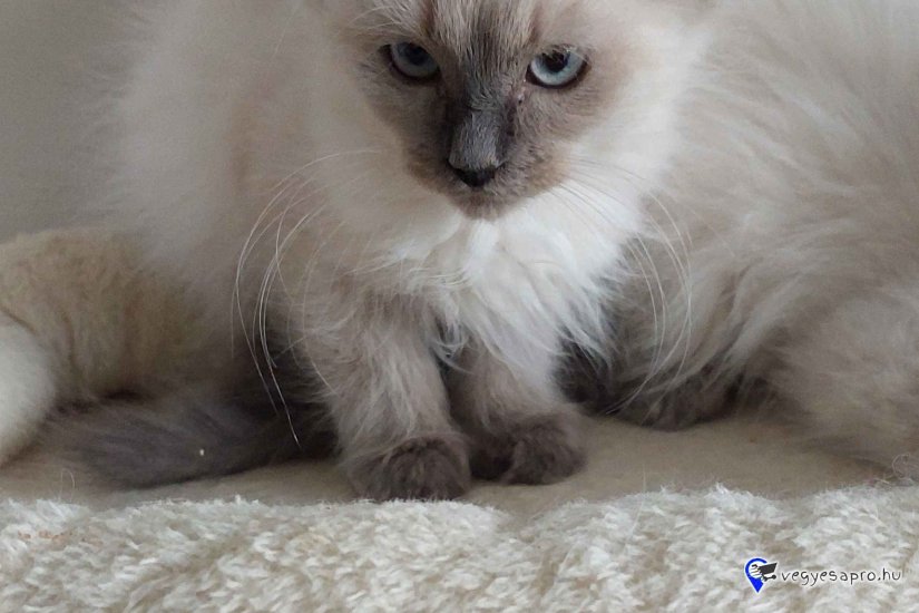 Ragdoll cica Blue point