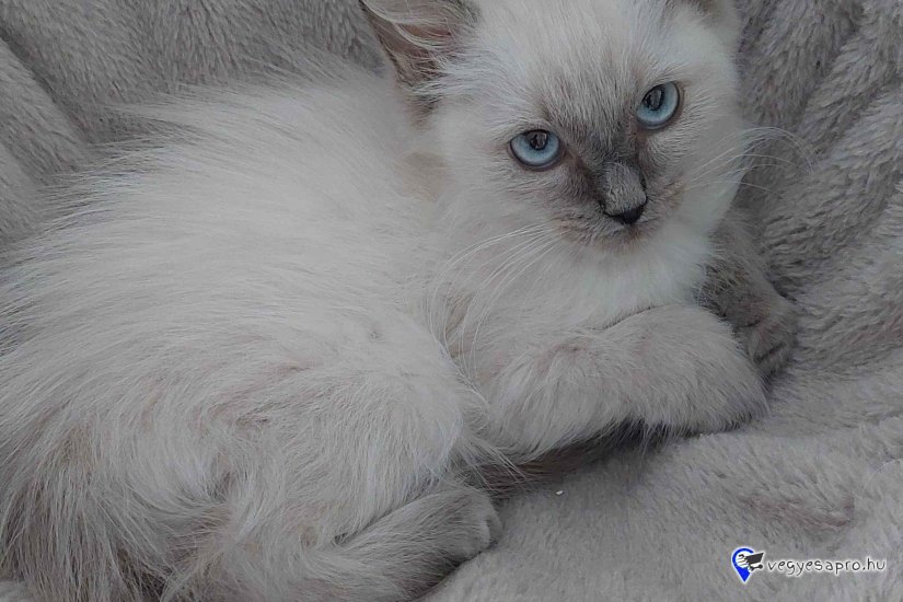 Ragdoll cica Blue point