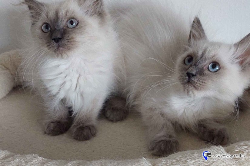 Ragdoll cica Blue point