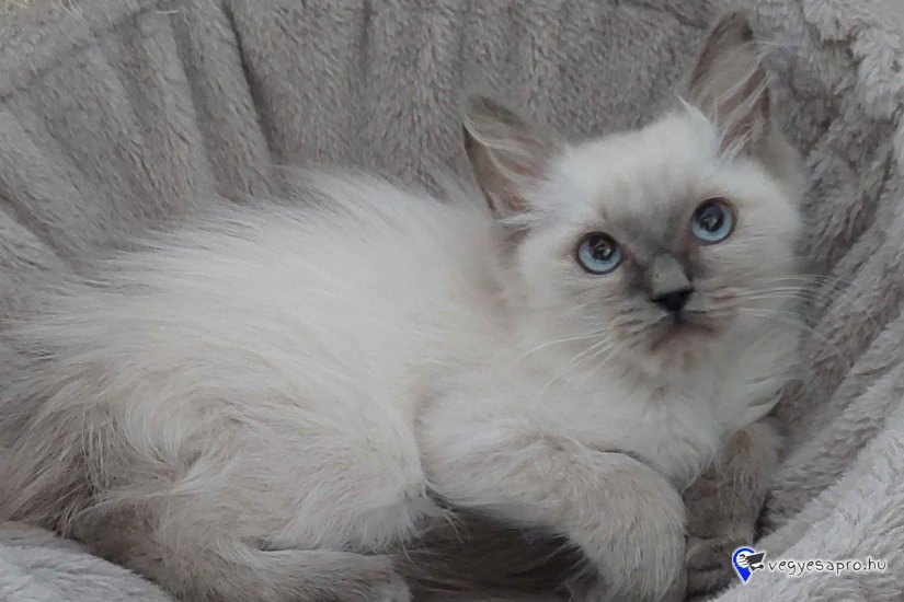 Ragdoll cica Blue point