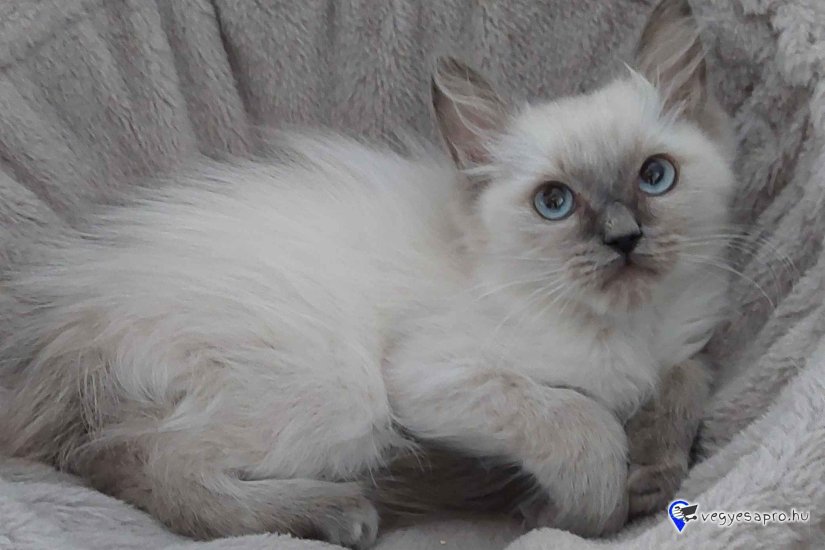 Ragdoll cica Blue point