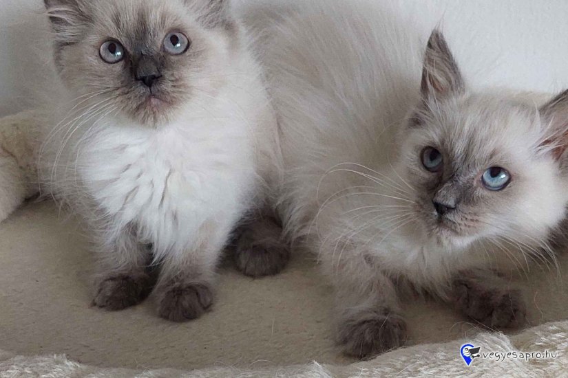 Ragdoll cica Blue point
