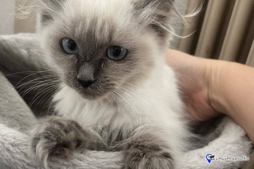 Ragdoll Blue point kiscica