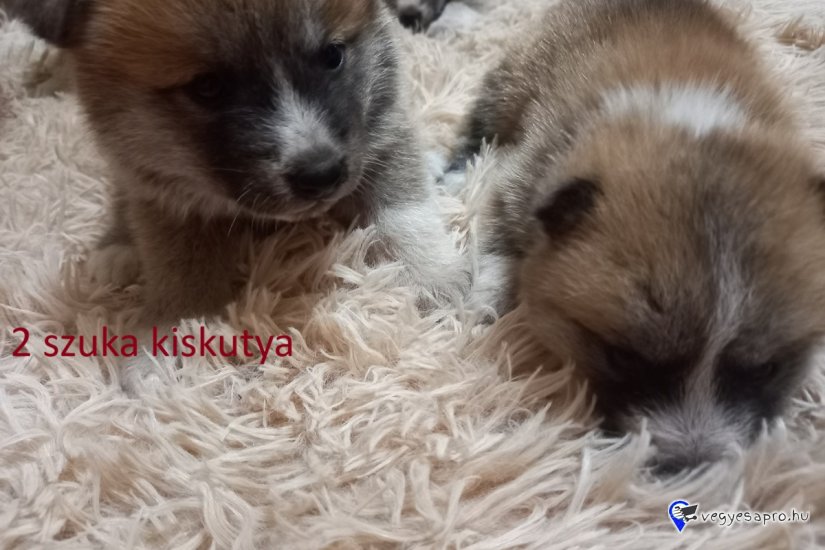 Japán Akita inu kölyök kutya Eladó
