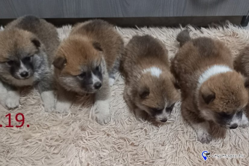 Japán Akita inu kölyök kutya Eladó