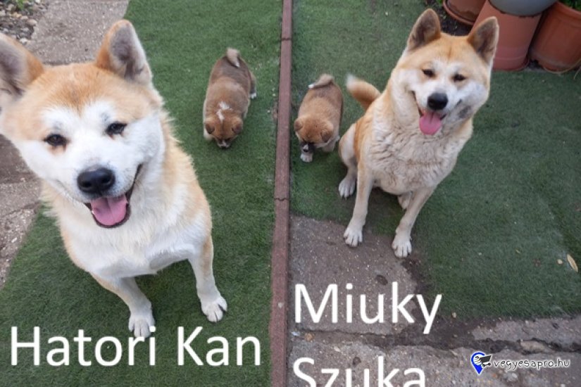 Japán Akita inu kölyök kutya Eladó