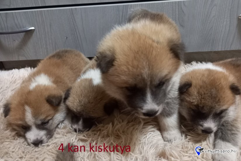 Japán Akita inu kölyök kutya Eladó