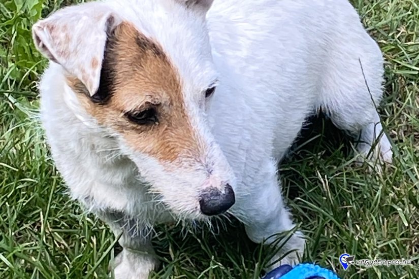 Jack Russel Terrier