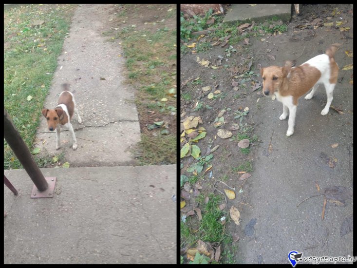 Kettő fél éves kislány keresi gazdáját.
Ezen a telefonszámon lehet érdeklődni +36 70 241 5428
