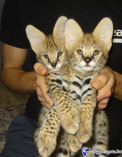 Fedezze fel kiváló szervál kiscicáinkat egy profi és regisztrált tenyésztőtől. Minden kiscicát gondosan nevelünk, fiatal koruktól szocializálunk, és átfogó állatorvosi ellátásban részesül (oltások, féregtelenítés, naprakész nyilvántartás). A szervál egy elegáns, ritka és fenséges macskaféle, amely egyedi megjelenéséről, intelligenciájáról és a gazdájához való erős ragaszkodásáról ismert, ha megfelelően kiképzik. Jogi dokumentumok és kötelező engedélyek Biztonságos szállítás és személyre szabott támogatás Tenyésztési tanácsadás és értékesítés utáni támogatás Kiscicáinkat kizárólag szerető gazdiknak szánjuk, akik megfelelő környezetben élnek. További fotókért, videókért és információkért vegye fel velünk a kapcsolatot. WhatsApp elérhetőség: +447451279694