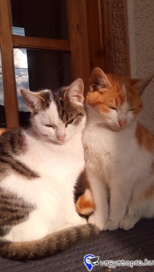 A fehér kislány a vörös fiú testvérek Jelenleg 4 hónaposak Tricolor anyától Nagytestű fajta Selymes szőrű Nagyon barátságos,kedves mind a kettő Telefonon délután vagy este érdemes érdeklődni !!