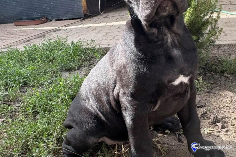 Cane corso