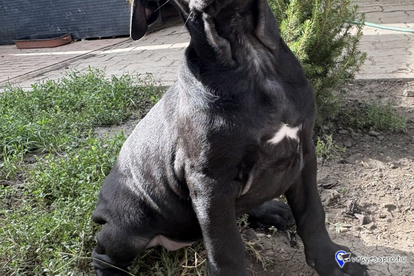Cane corso