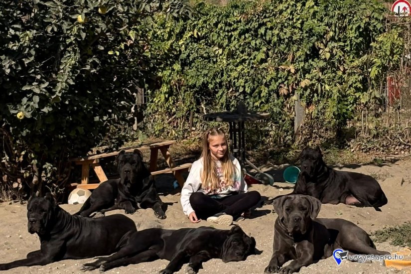 Cane corso