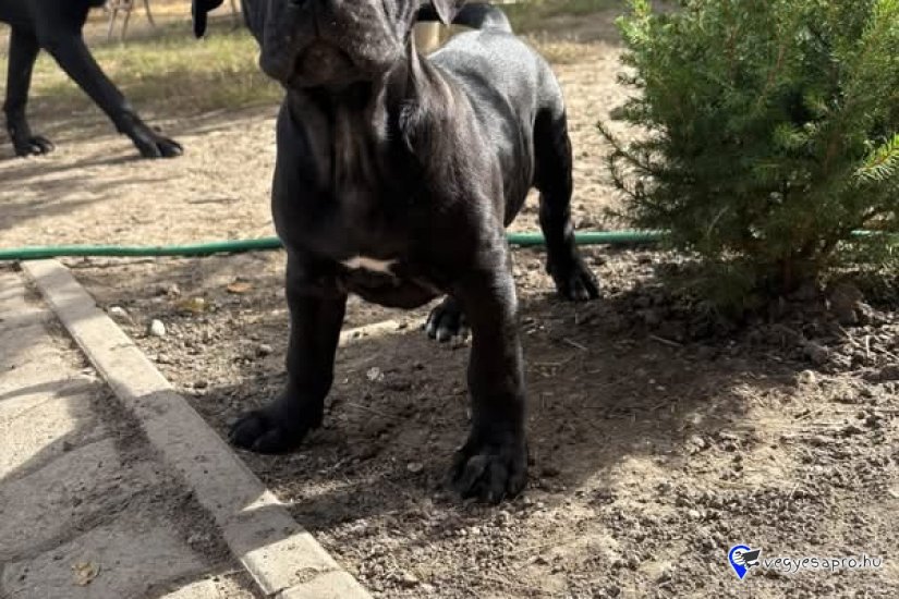 Cane corso