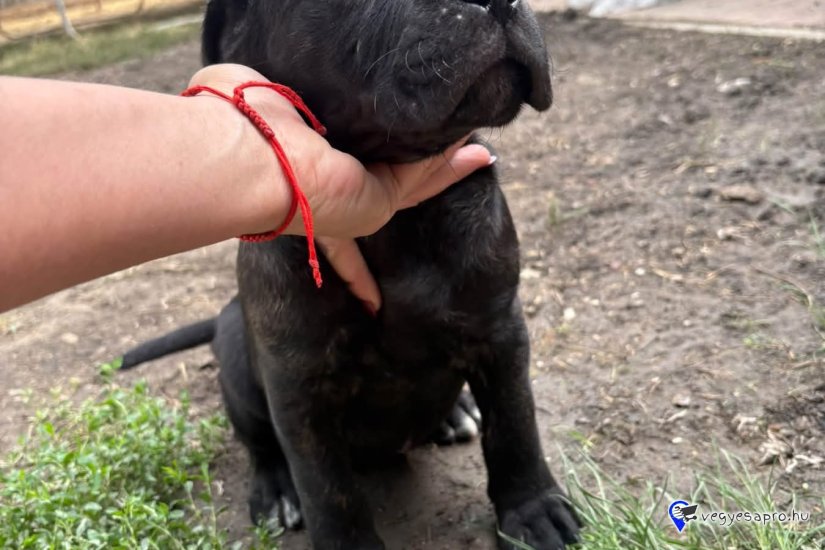 Cane corso
