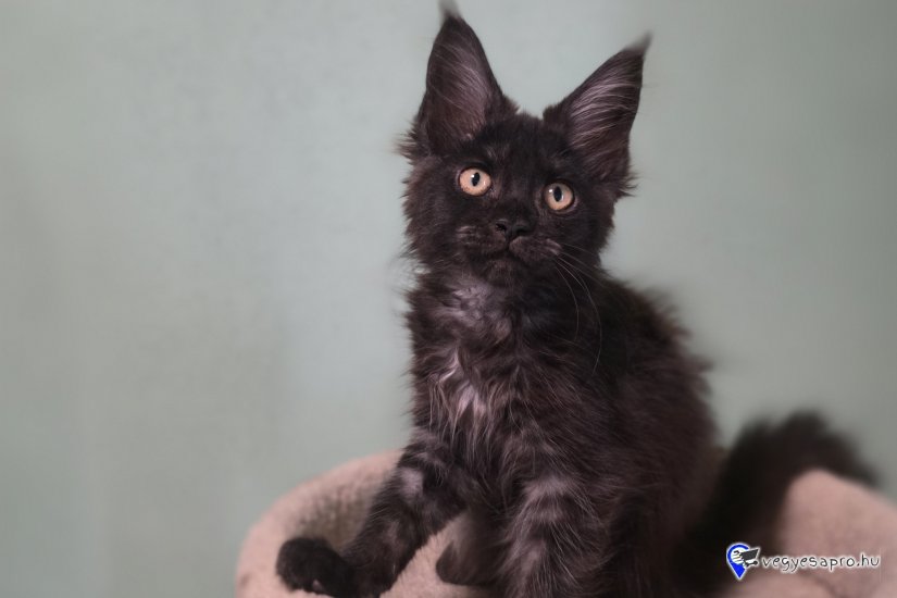 Maine coon kiscicák