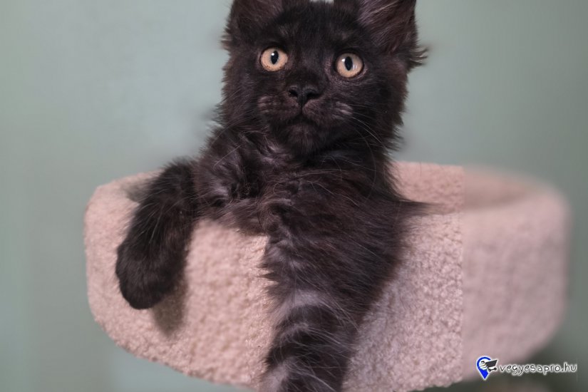 Maine coon kiscicák