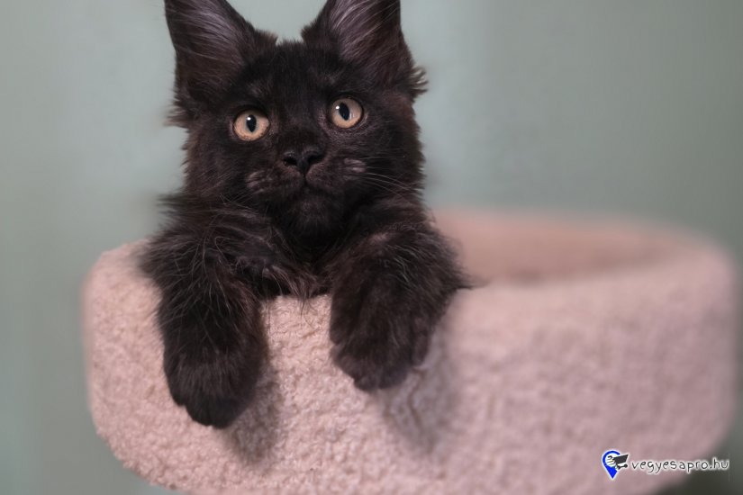 Maine coon kiscicák