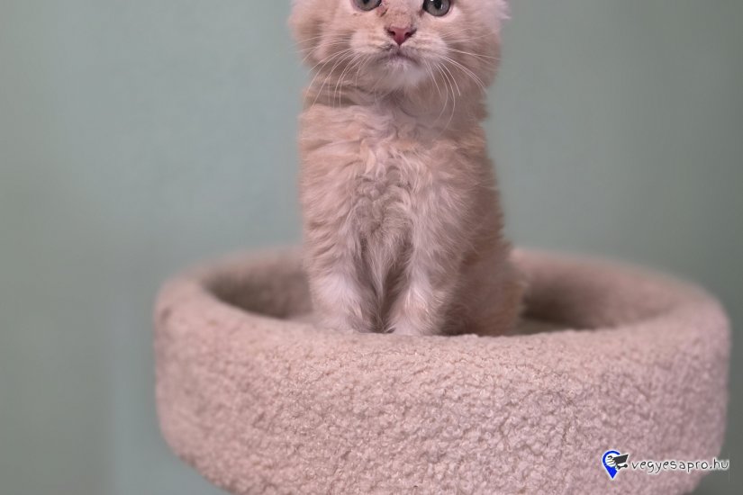 Maine coon kiscicák