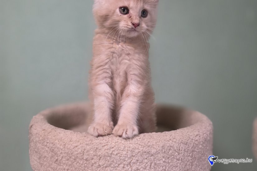 Maine coon kiscicák
