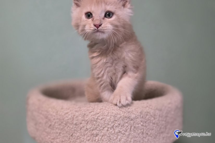 Maine coon kiscicák