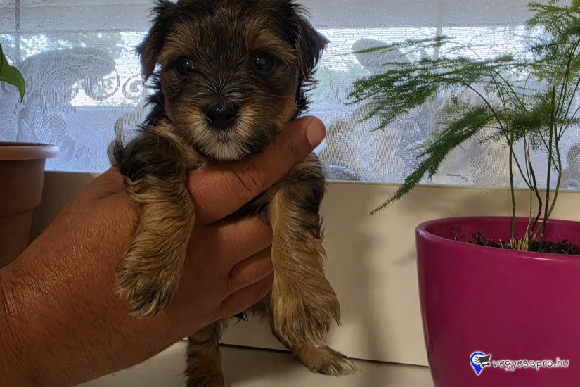 Yorki