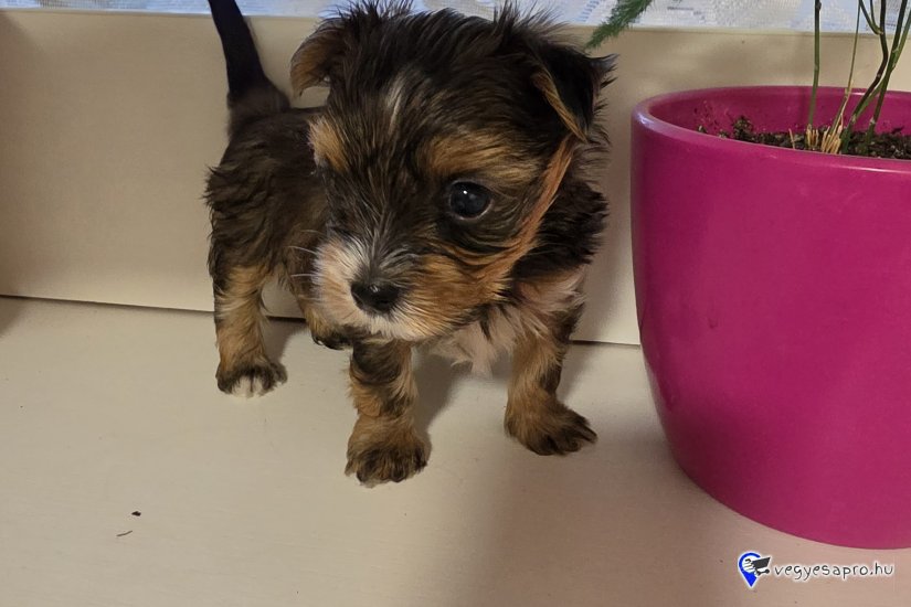 Yorki