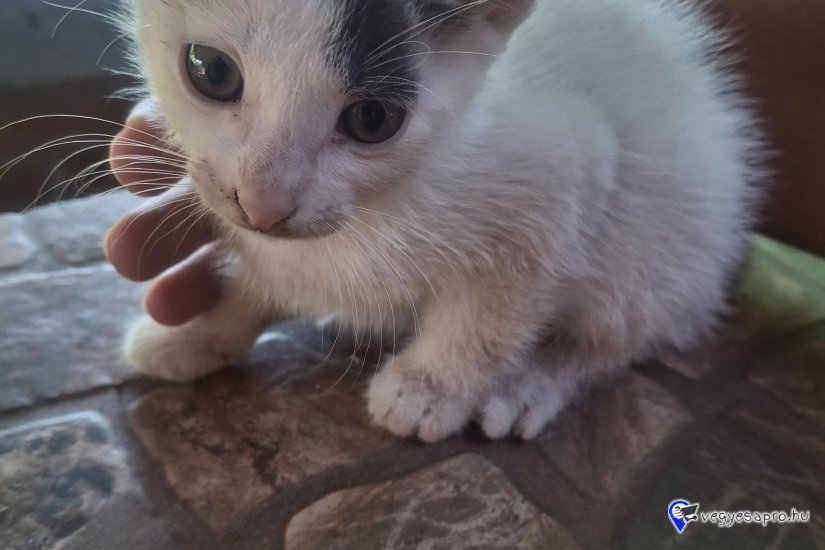 3 kismacska ingyenesen elvihető