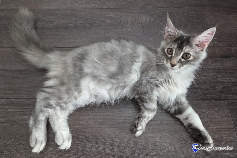 Cuki, játékos Maine Coon testvérpár (kék cirmos & kék tabby) új, szerető családját keresi!