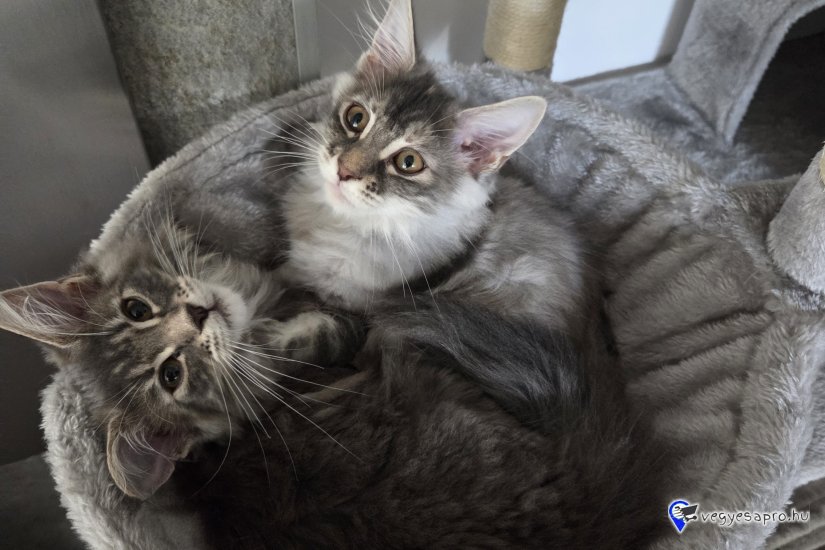 Cuki, játékos Maine Coon testvérpár (kék cirmos & kék tabby) új, szerető családját keresi!