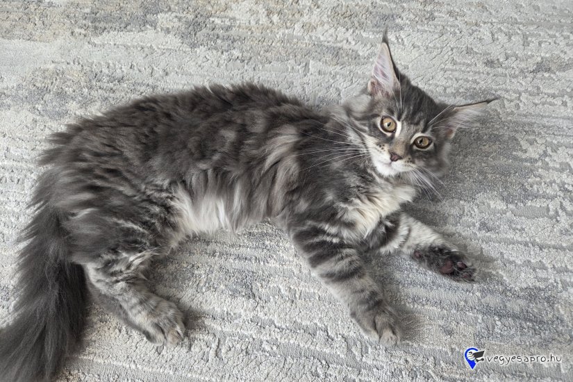 Cuki, játékos Maine Coon testvérpár (kék cirmos & kék tabby) új, szerető családját keresi!