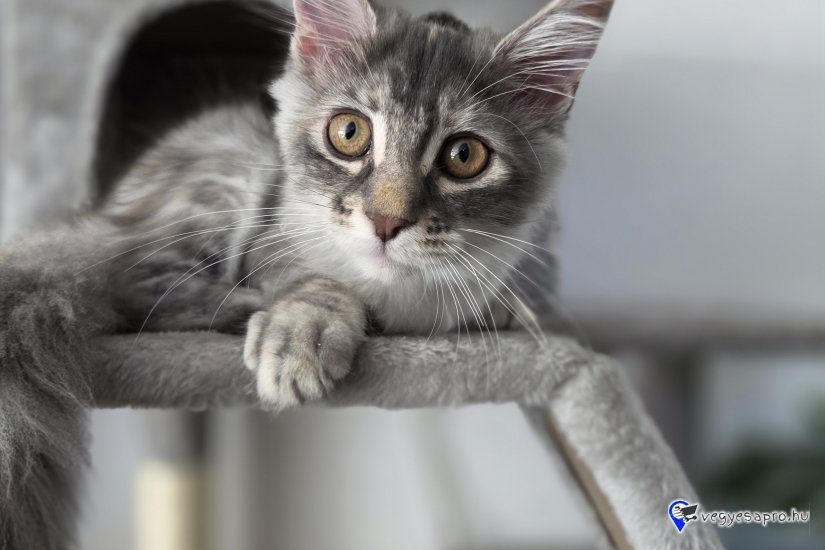 Cuki, játékos Maine Coon testvérpár (kék cirmos & kék tabby) új, szerető családját keresi!