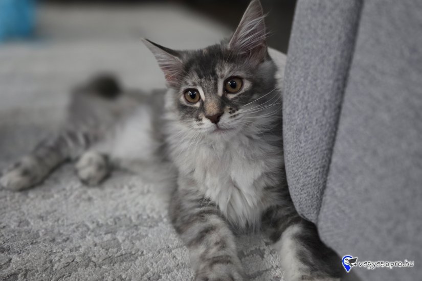 Cuki, játékos Maine Coon testvérpár (kék cirmos & kék tabby) új, szerető családját keresi!