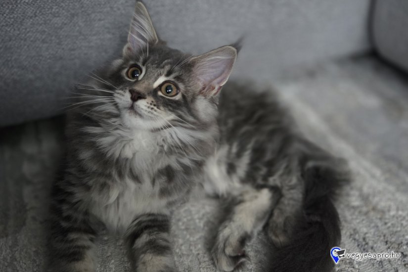 Cuki, játékos Maine Coon testvérpár (kék cirmos & kék tabby) új, szerető családját keresi!