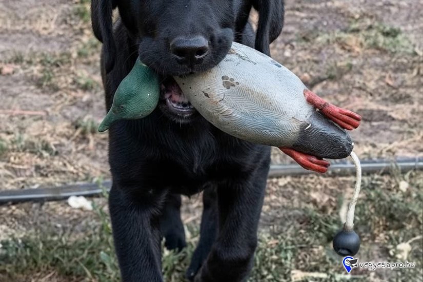 LABRADOR RETRIEVER 5 HÓNAPOS TÖRZSKÖNYVES KAN