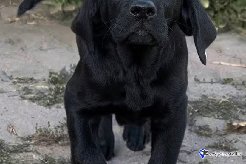 LABRADOR RETRIEVER 5 HÓNAPOS TÖRZSKÖNYVES KAN